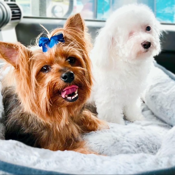 Meet your Posher, Leela - Picture 1 of 1